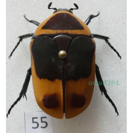 Pachnoda marginata peregrina Kolbe, 1906 ex. ovo Czad55